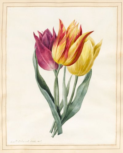 Tres tulipanes lirios de Louise DOrleans